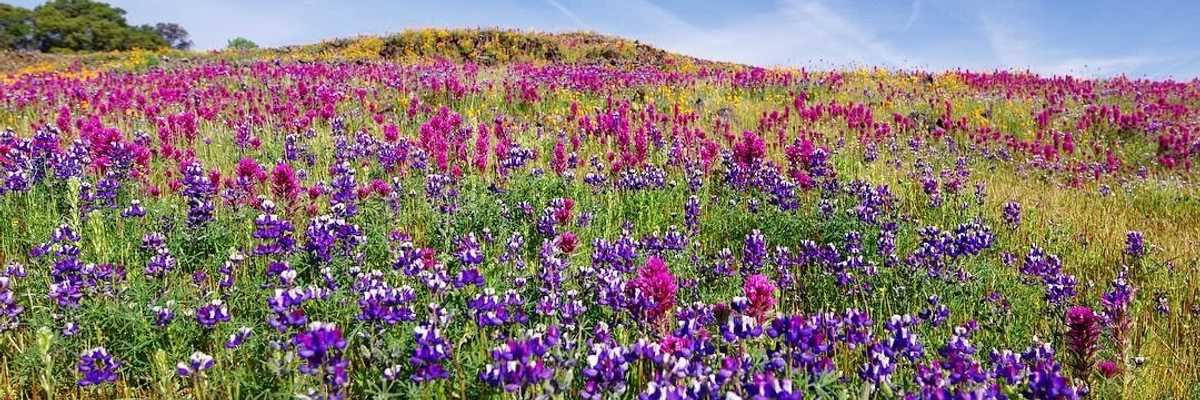 7 Unique Ways to Experience Northern California Wildflowers
