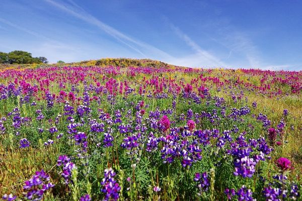 7 Unique Ways to Experience Northern California Wildflowers