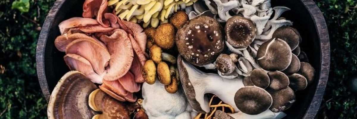 The farm that's singlehandedly responsible for SF's love affair with gourmet mushrooms.