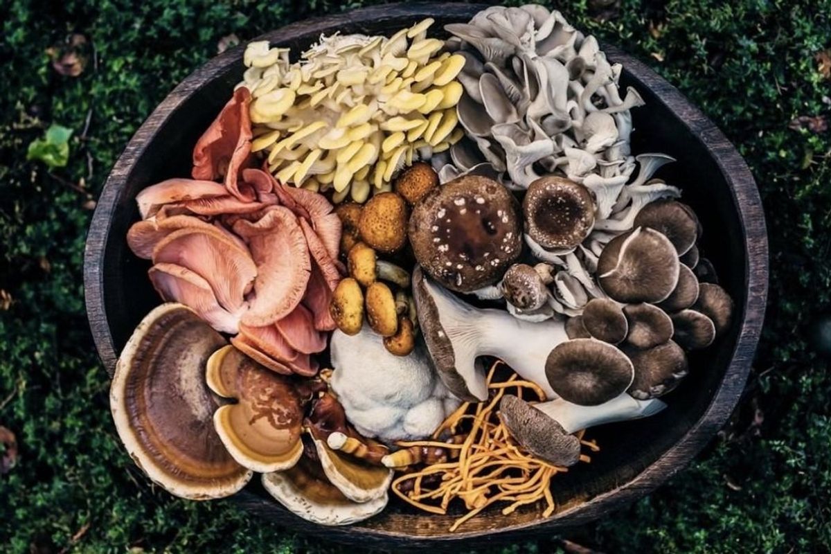The farm that's singlehandedly responsible for SF's love affair with gourmet mushrooms.