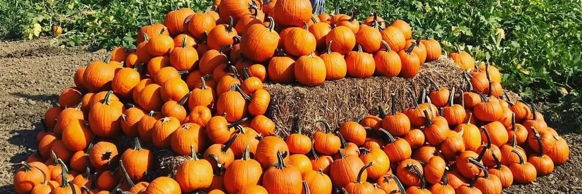 8 Pumpkin Patches With Haunted Houses, Labyrinths, Food Trucks + More in the Bay Area