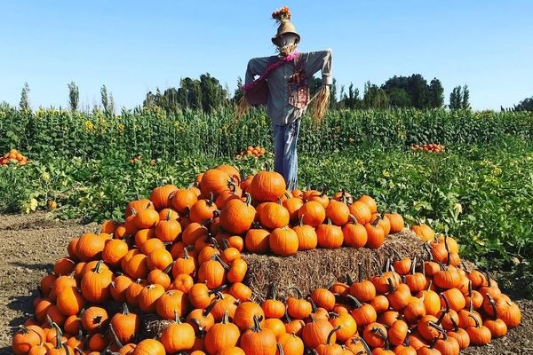 8 Pumpkin Patches With Haunted Houses, Labyrinths, Food Trucks + More