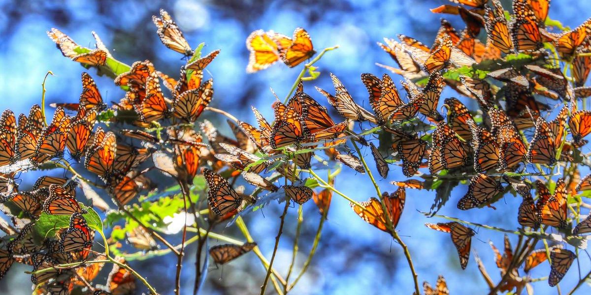 Where to See + Help Track the Thousands of Monarch Butterflies Overwintering in California