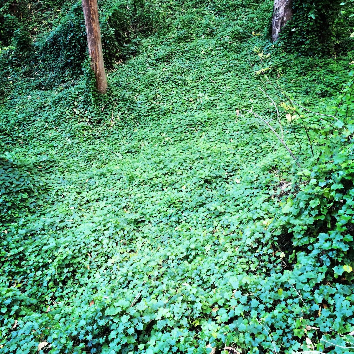 Love in the Time of Lyme: A Growing Epidemic Has Teeth in SF