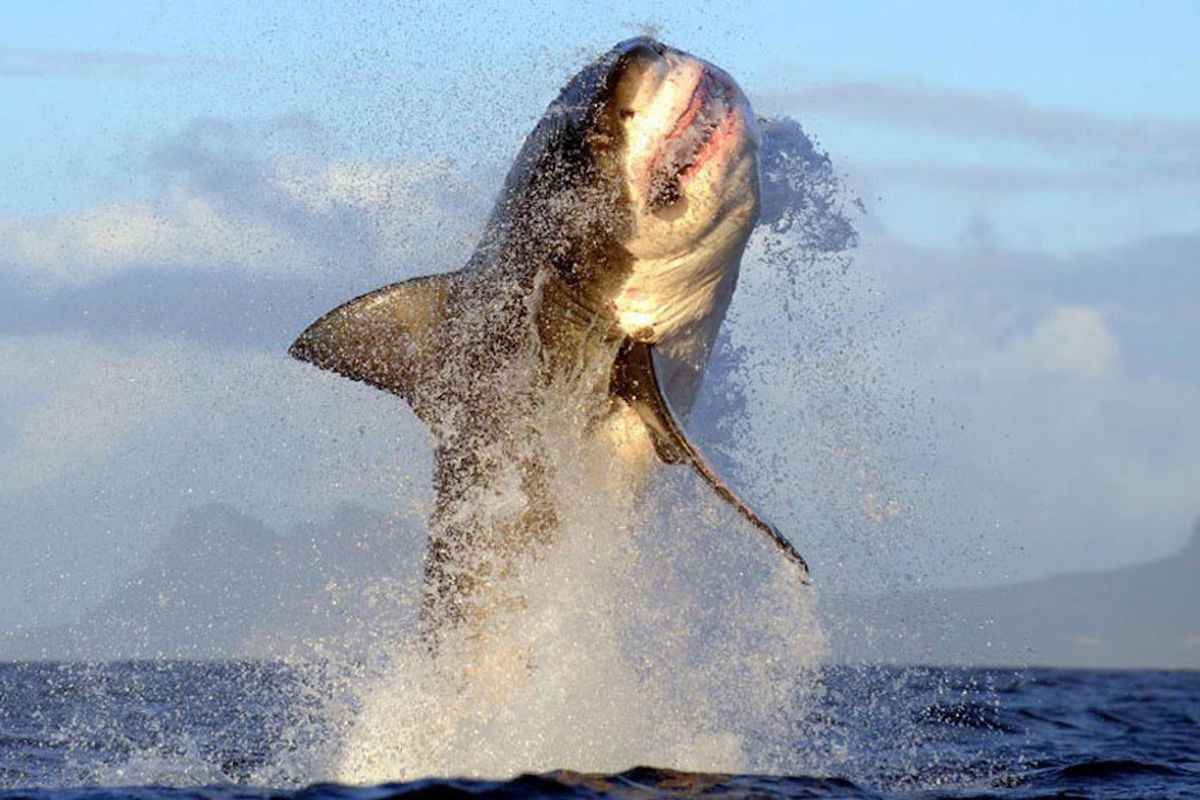 Great White Spotted in Santa Cruz + California Plans to End Daylight Savings Time