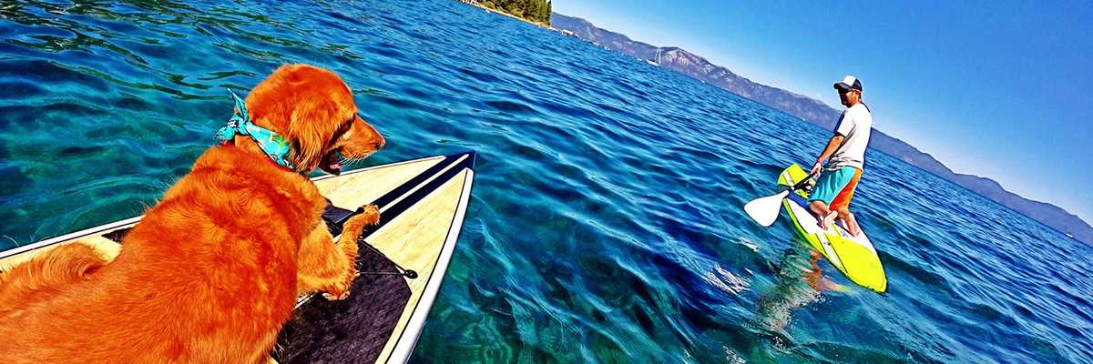 All the Dog-Friendly Spots to Play With Your Pooch in Tahoe
