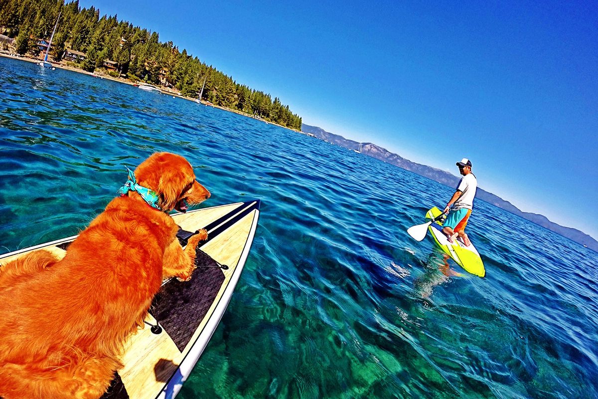 All the Dog-Friendly Spots to Play With Your Pooch in Tahoe