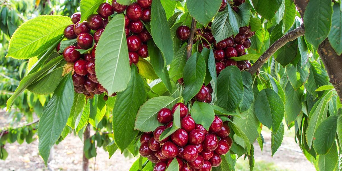 Cherries, Berries + More are Ripe and Ready at These U-Pick Farms In and Around the Bay