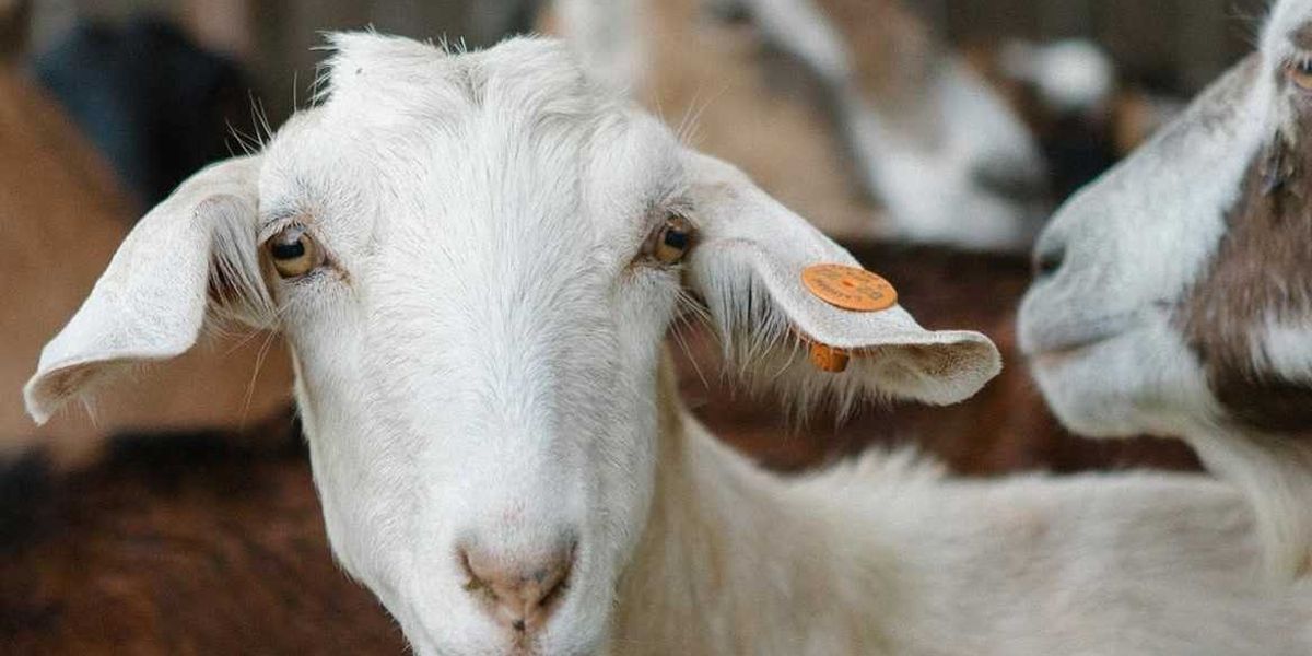 See How Local Mushrooms, Oysters, Cheese, and More Get Made on These Bay Area Farm Tours