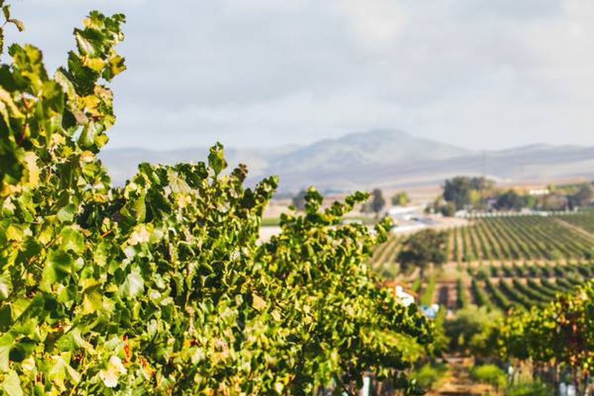 Avoid Highway 12 and Check Out These Lovely Wineries in Livermore Valley