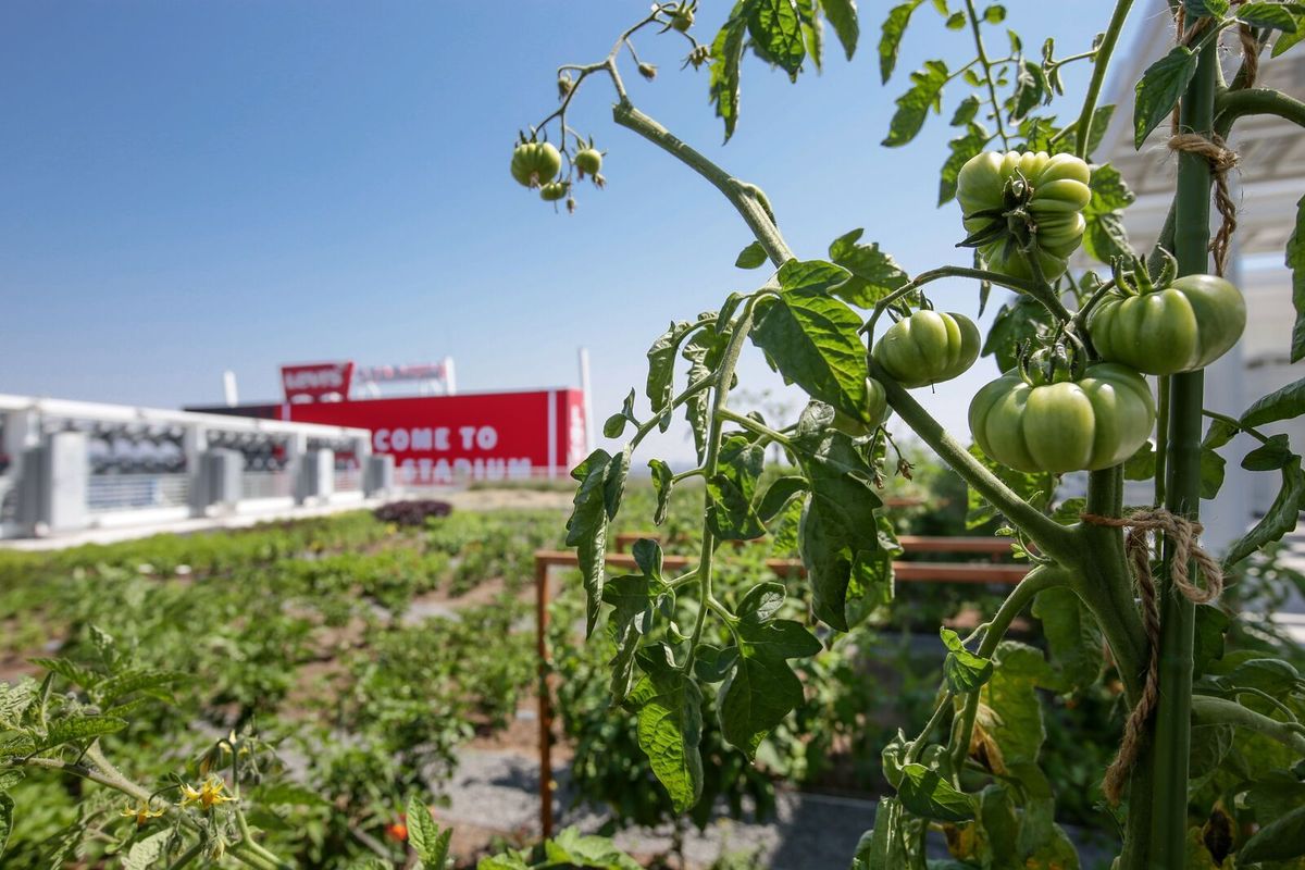 Levi's Stadium Scores Big Points for Urban Farming