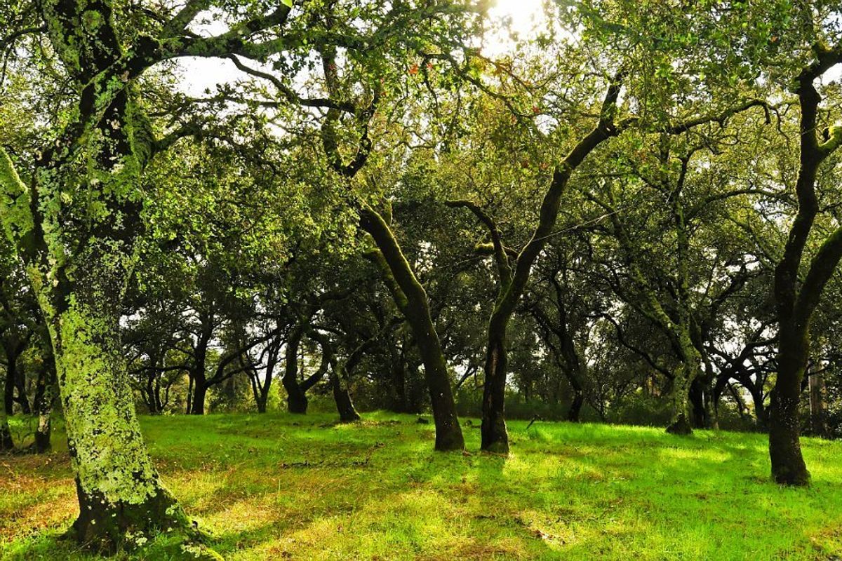A Day of Wine Tasting + Hiking at Bartholomew Park in Sonoma