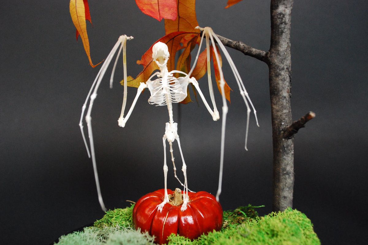 Paxton Gate's Bat Skeleton Workshop Has New Dates Just in Time for Halloween