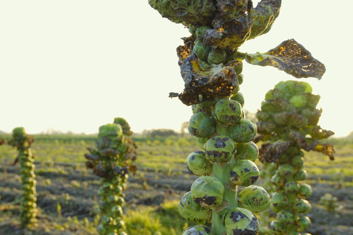What to Shop at the Ferry Plaza Farmers Market This November