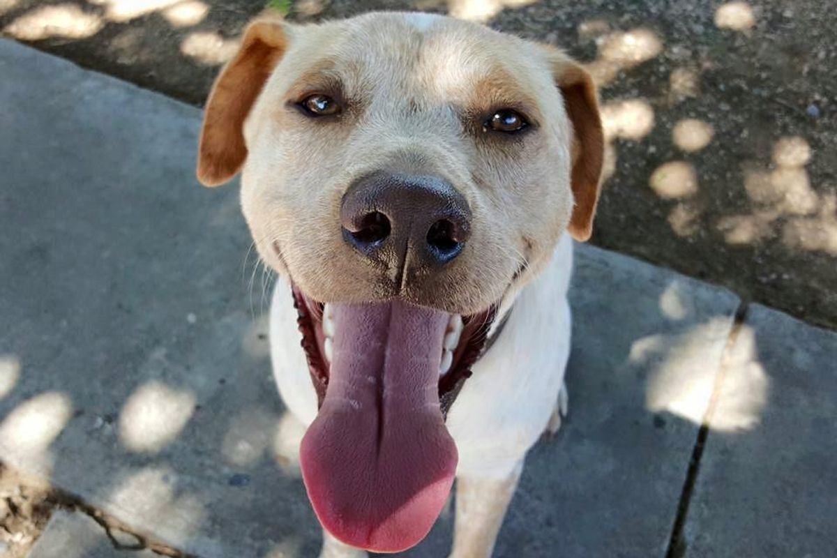 A Canine Cafe Is Coming to San Francisco!