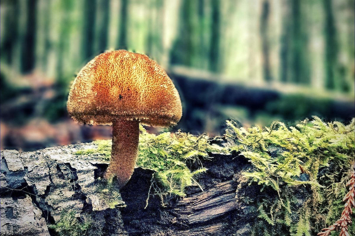 'Tis the Season: Mushroom Hunting in Mendocino