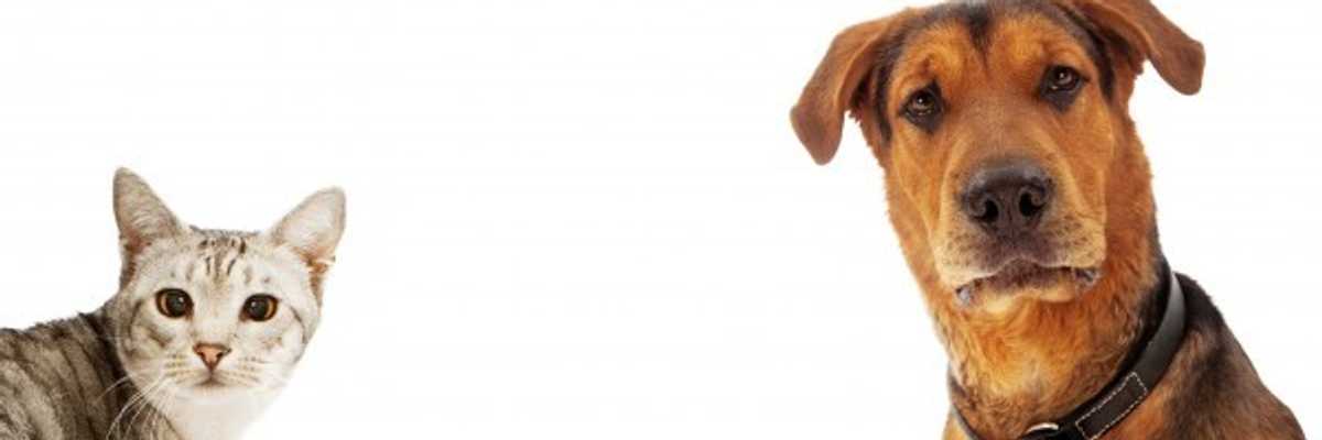 This Holiday Season, Volunteer at These Local Pet Adoption Centers