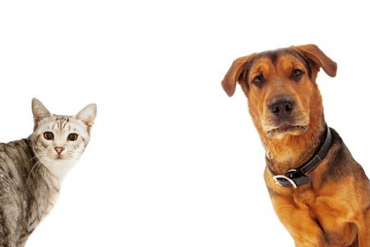 This Holiday Season, Volunteer at These Local Pet Adoption Centers