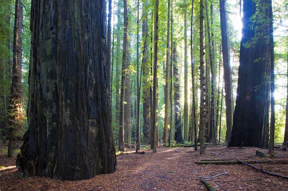 100+ California State Parks Offering Free Admission on Green Friday