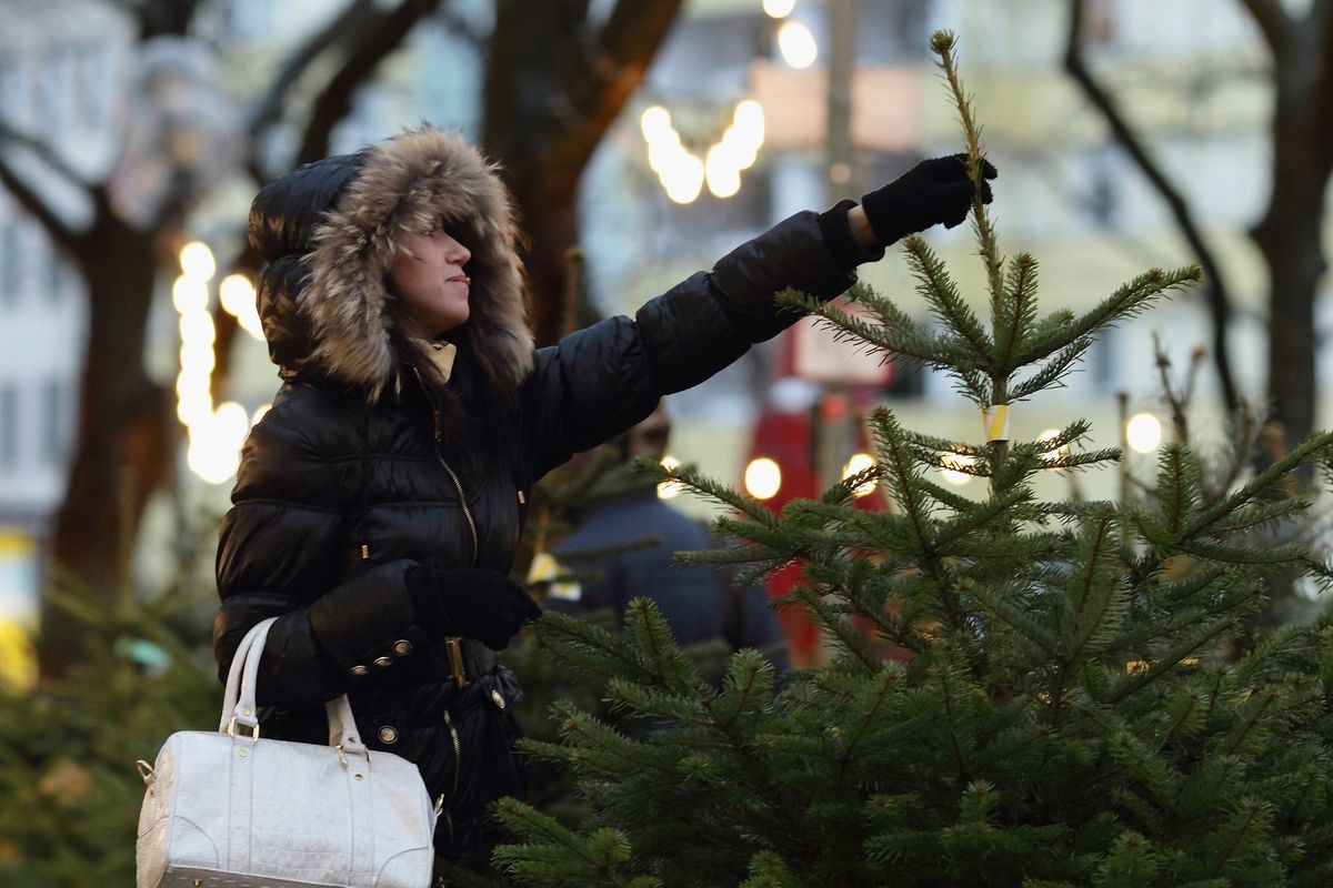 Where to Buy Your Christmas Tree Around the Bay Area