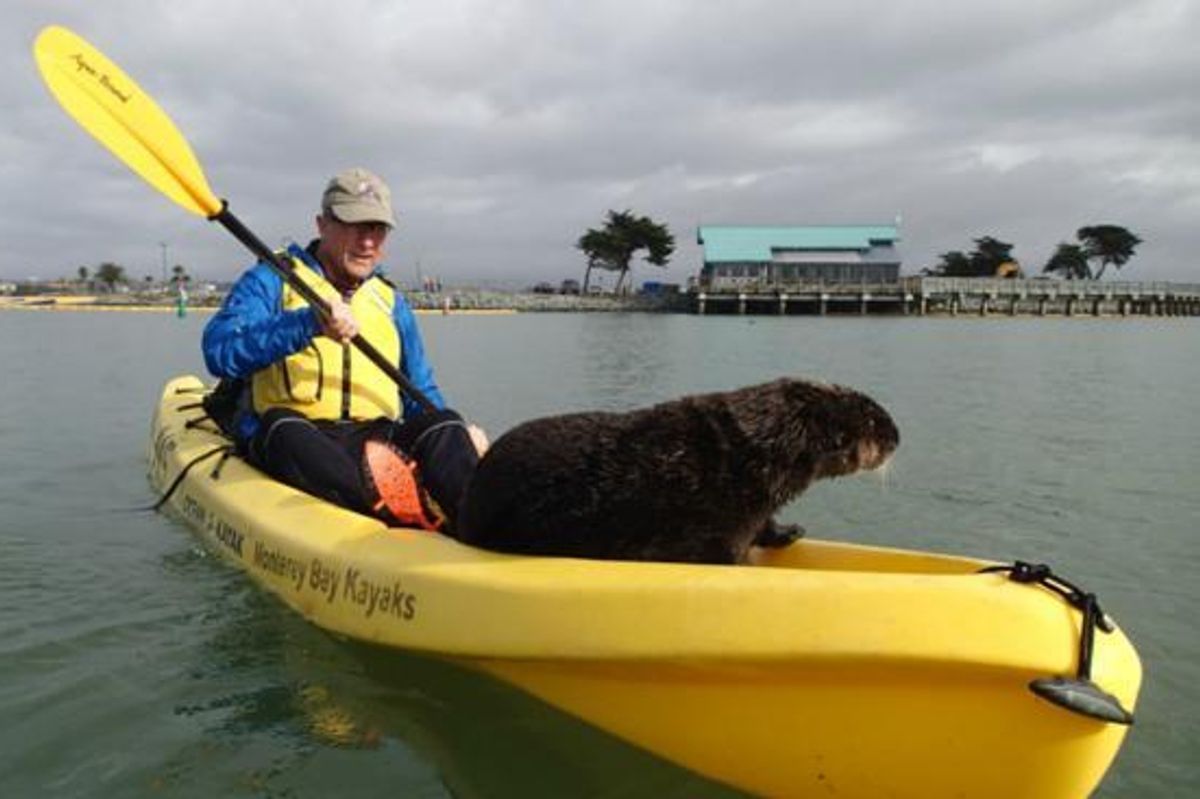 Otter Hops into a Kayak, Hamilton Tickets Go on Sale + Other Local News