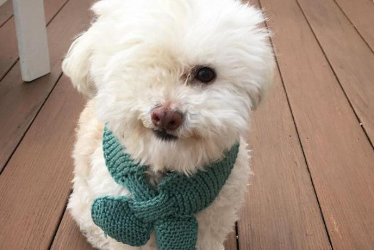 After Being Abandoned in Oakland, Pirate the One-Eyed Pup Has a Great New Life