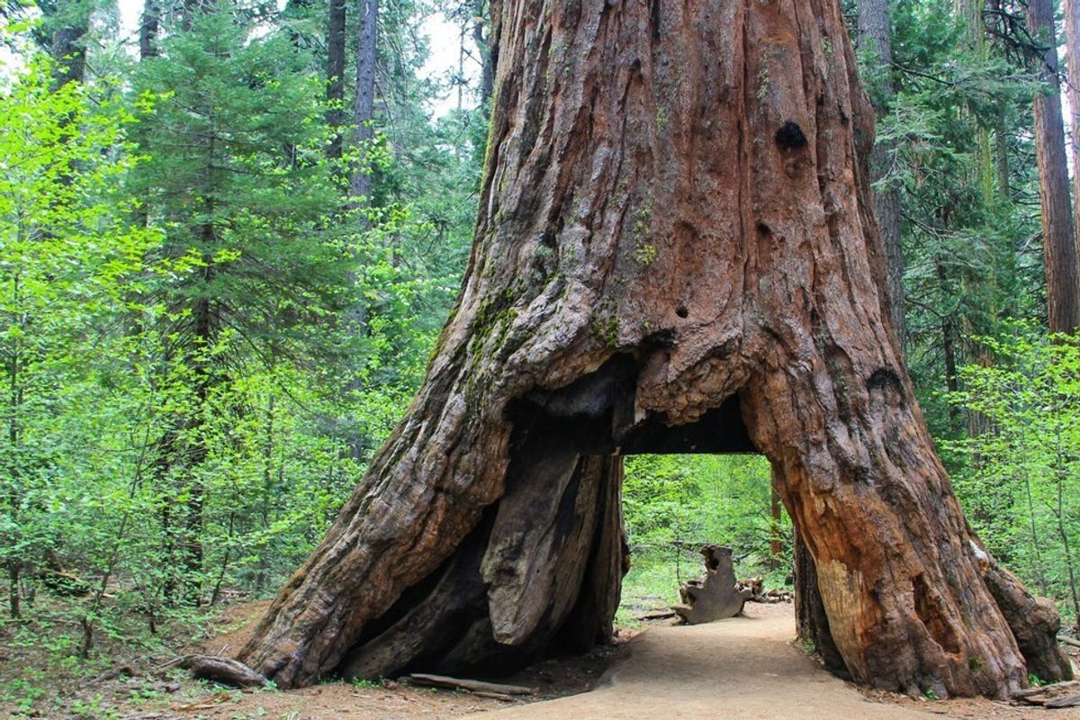 Iconic Sequoia 'Tunnel Tree' Falls in Sunday's Storm