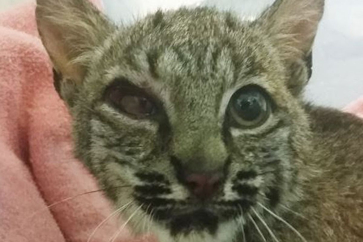 Injured Baby Bobcat Is Kept Warm in Rescuer's Car, Returned to the Wilds of West Marin