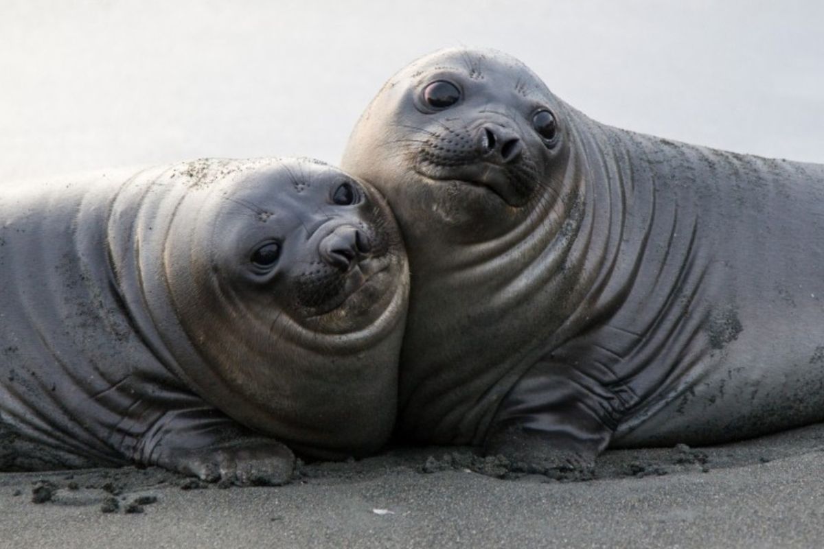 Pause for Cuteness: See Baby Elephant Seals Along the California Coast