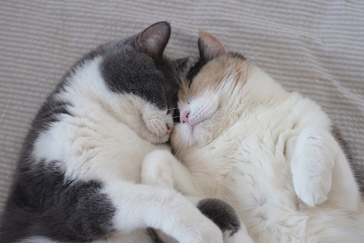 Must Love Cats: ​SF's KitTea Cafe Hosts Speed Dating Event Friday