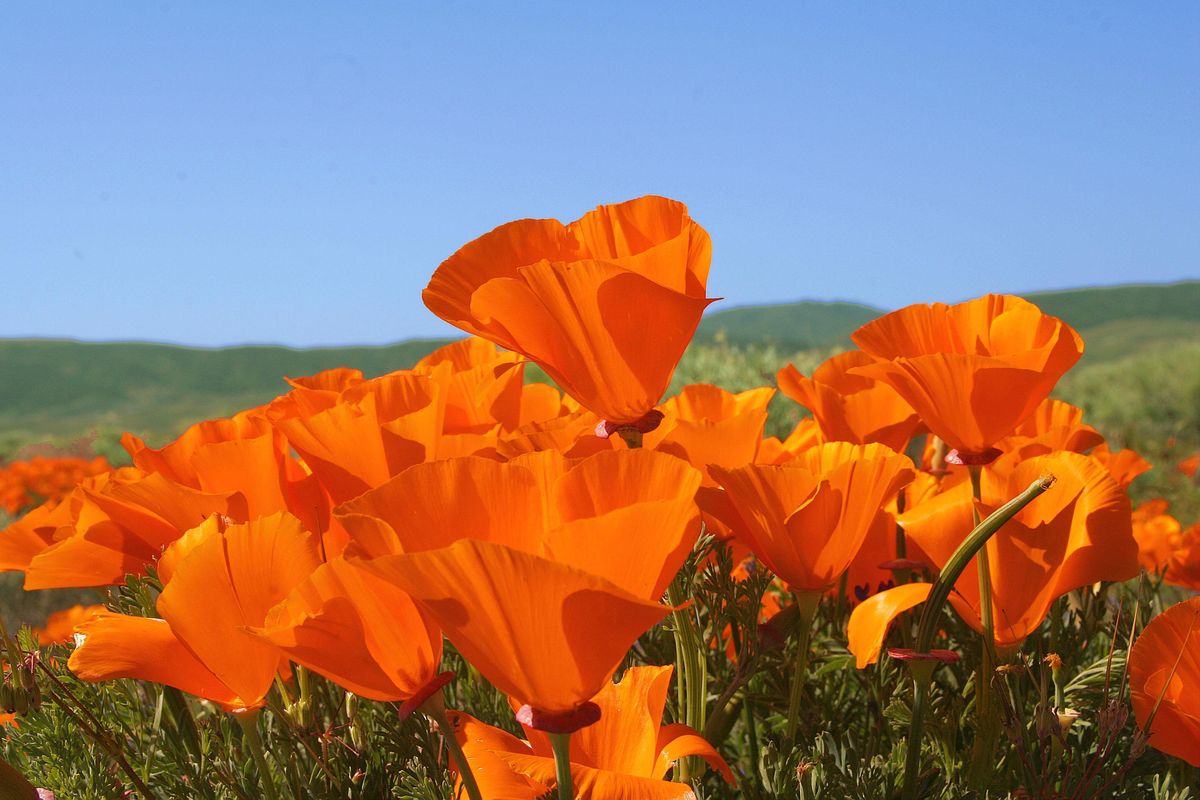 Where to See the Spring Super Bloom in the Bay Area