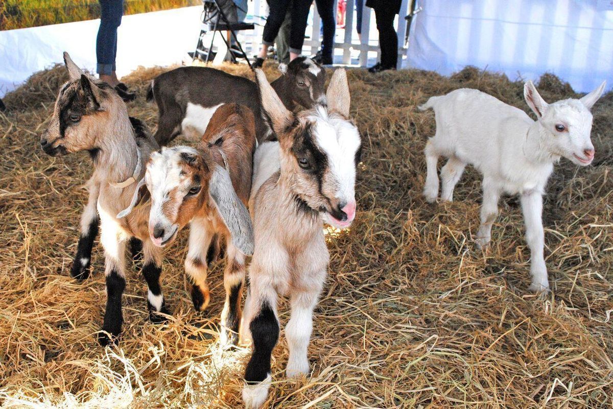 9th Annual Goat Festival Returns to SF in April