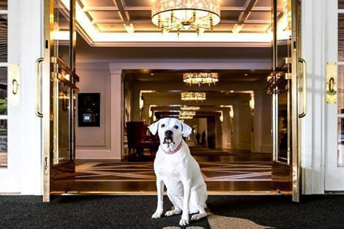 A Woof Welcome: Meet Claremont Club's New Canine Ambassador