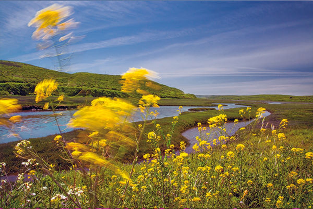 Marin in Full Bloom: The Best Spots for Photo Ops