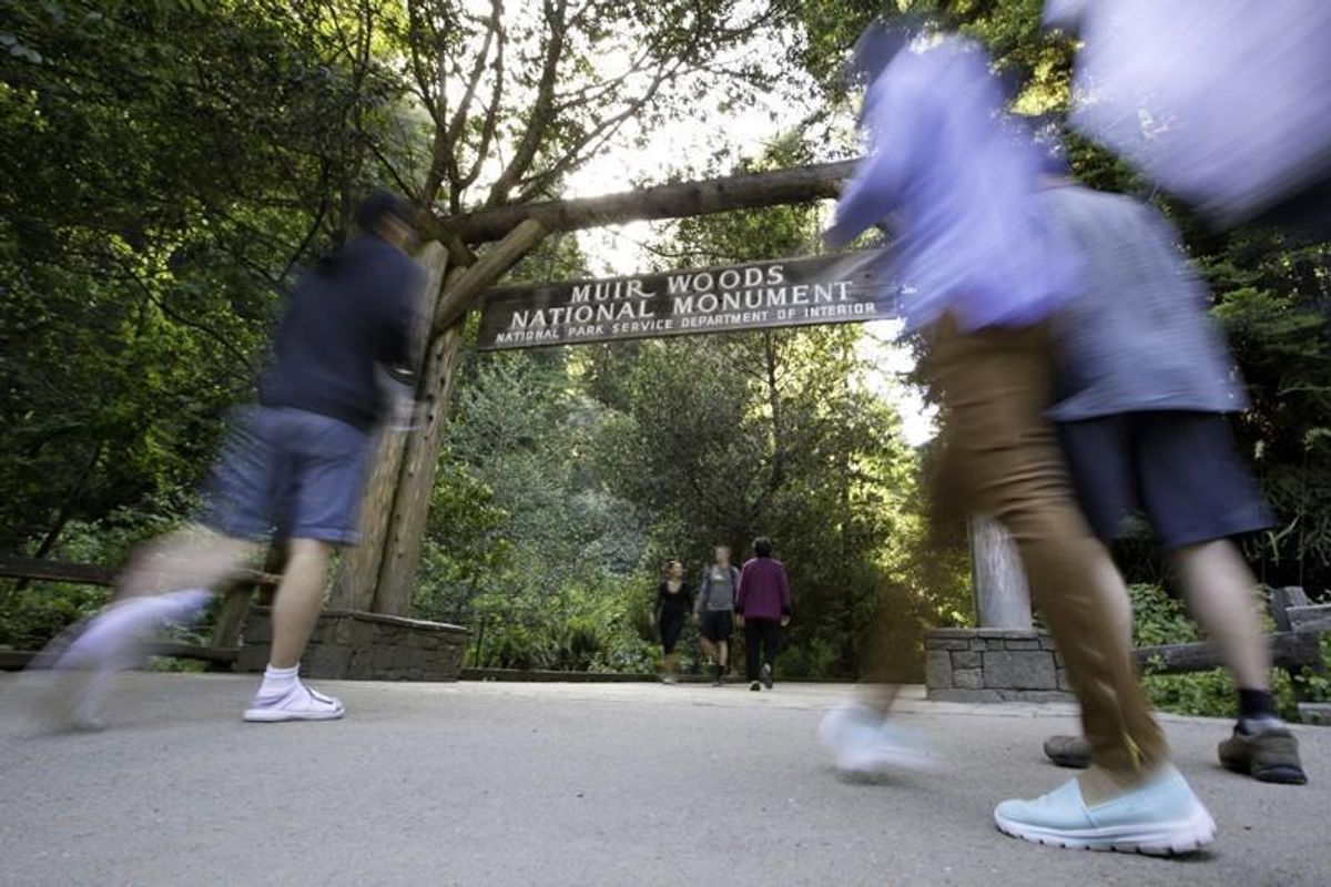 Into the Forest: Celebrate Earth Day Among the Ancient Trees of Muir Woods
