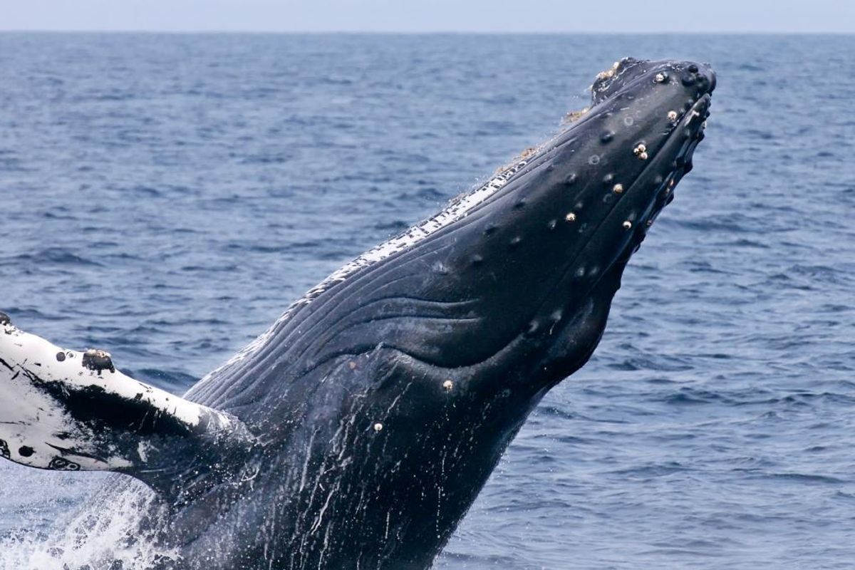 Superhero Humpback Whales Try to Protect Gray Calves From Killing Spree in Monterey Bay