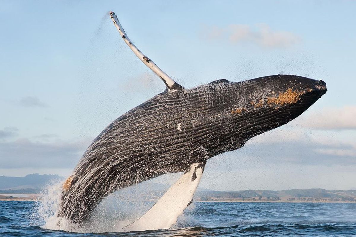 Your Guide to Summer Whale Watching in San Francisco