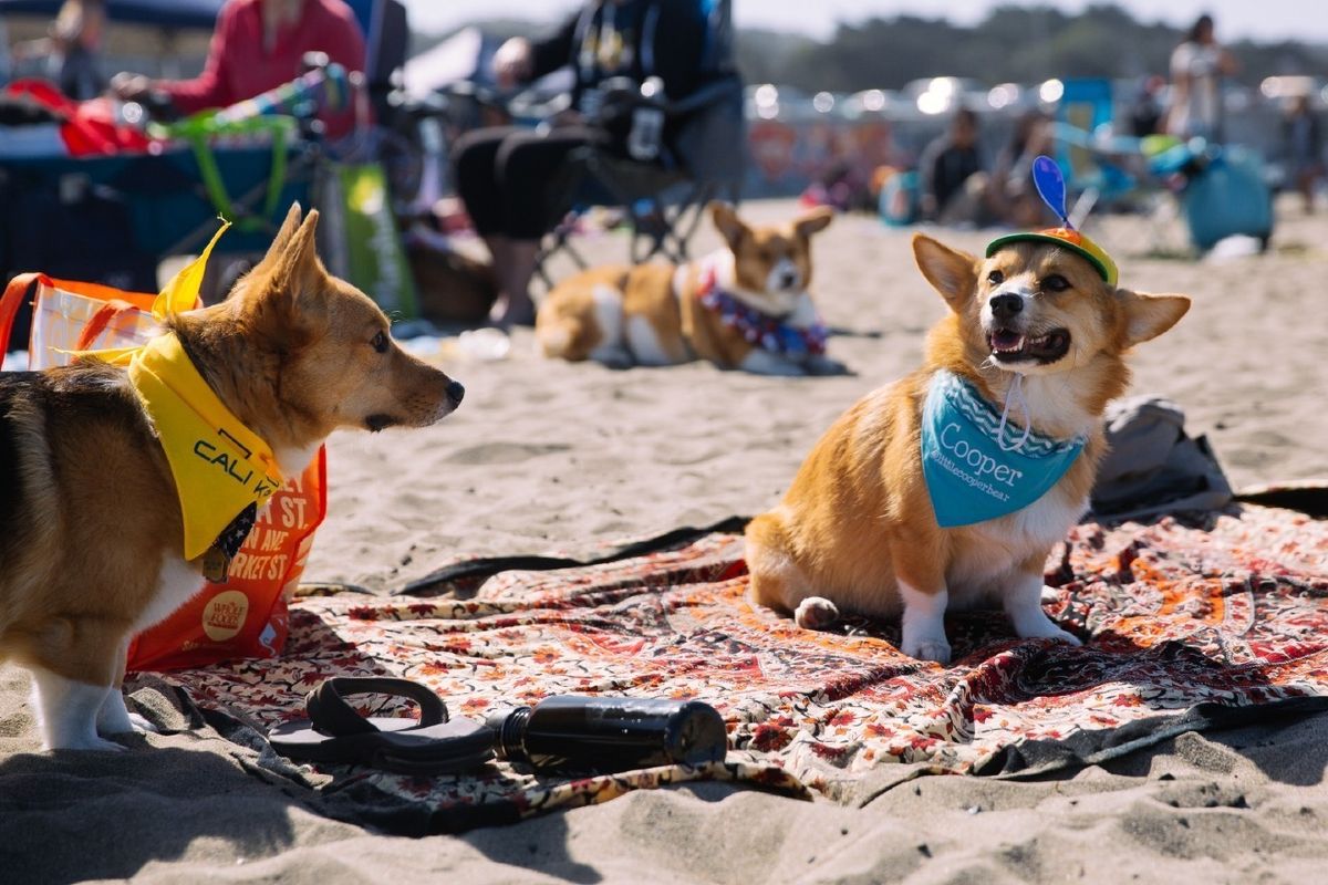 7 Fun Things This Week: Corgi Con Returns, City Hall Turns Rainbow & More Can't-Miss Events