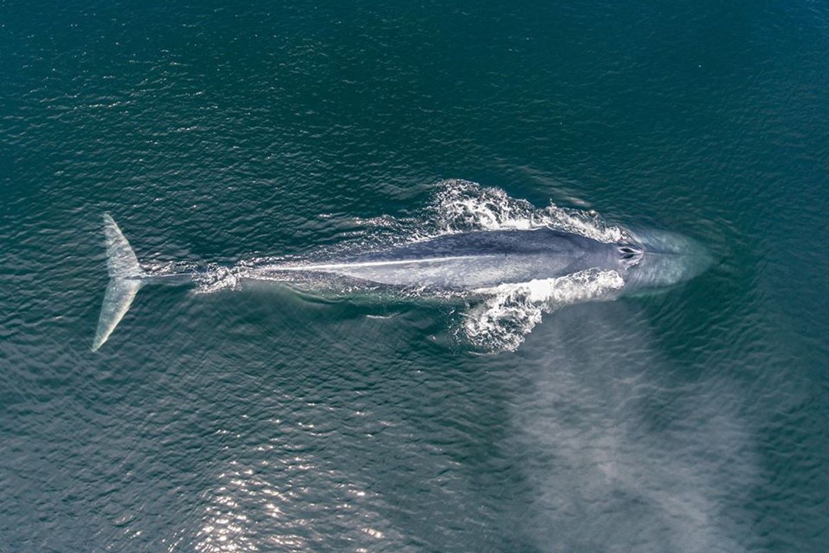 A drone catches gorgeous video of a whale feeding in Monterey Bay + more news this week