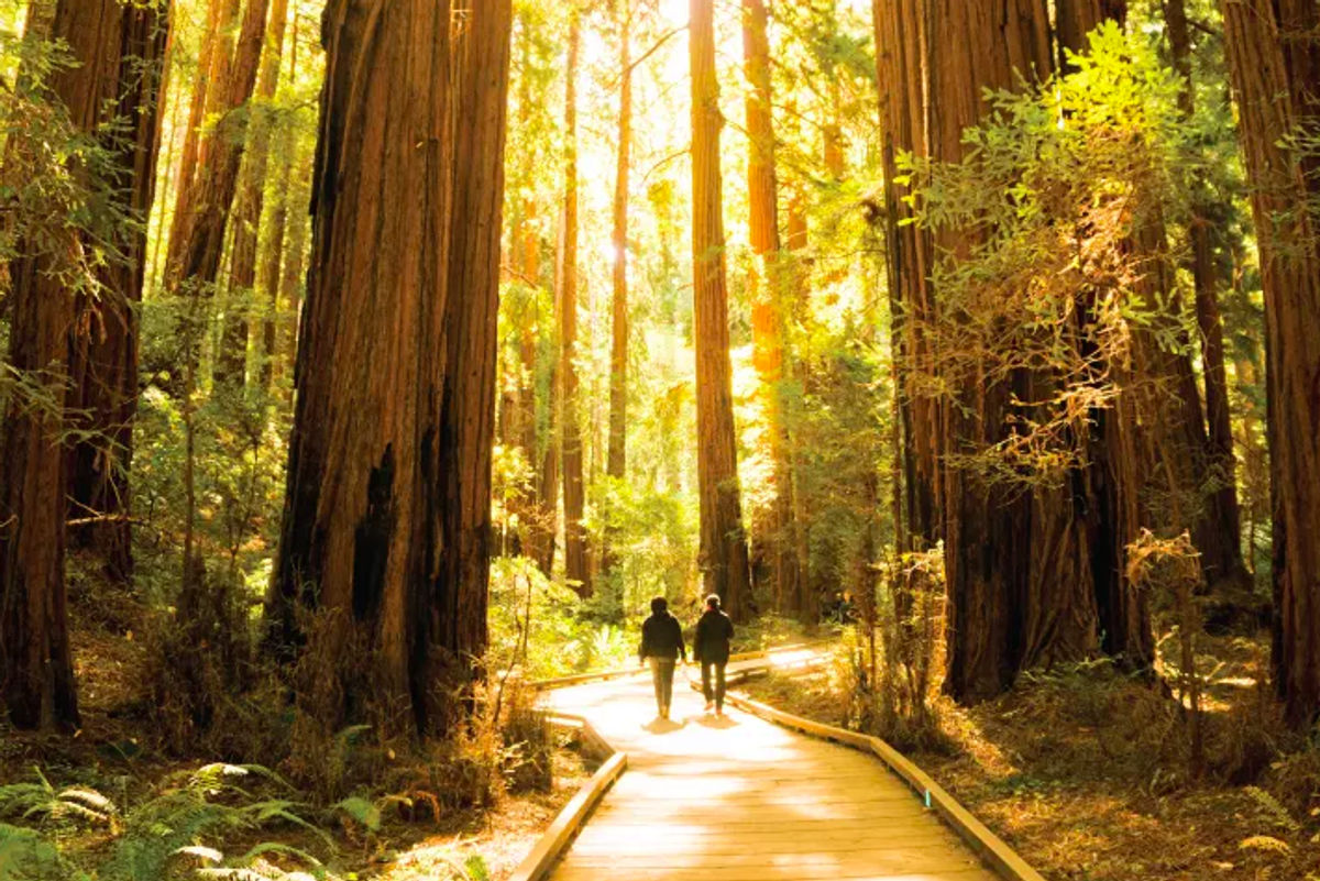 Please RSVP: Muir Woods visits now to be reservation-only