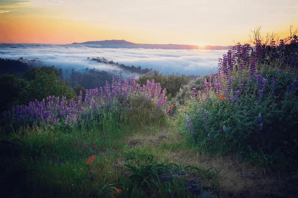 9 Quintessential Hiking Trails, One for Each Bay Area County