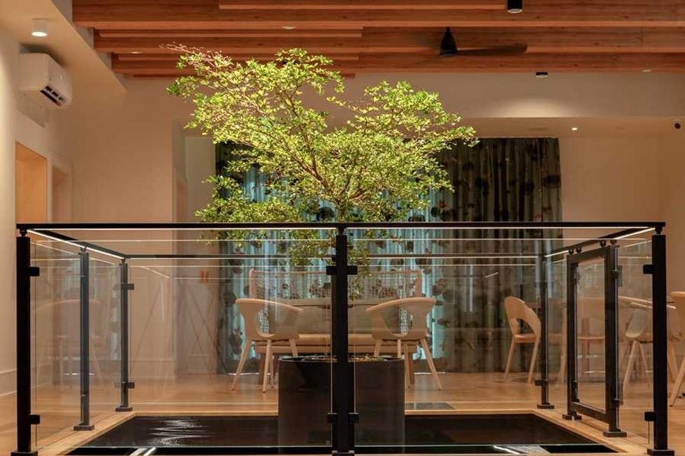 Indoor tree in glass-enclosed area, wooden ceiling, chairs in background.