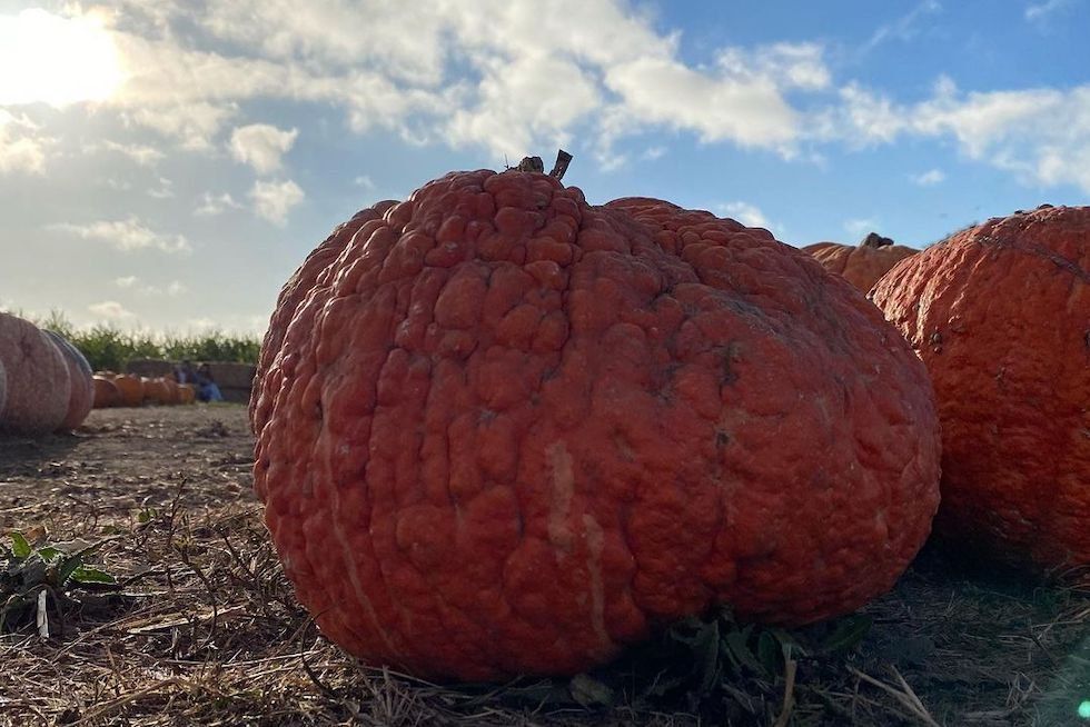 Large, bumpy orange pumpkin in a field under a partly cloudy sky.