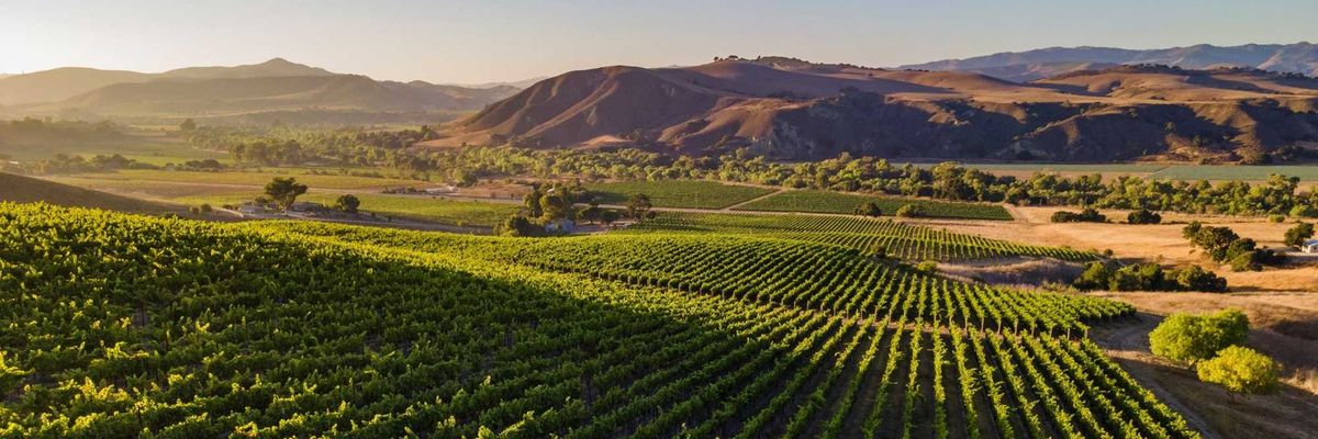 Lush vineyard at sunrise with rolling hills in the background.