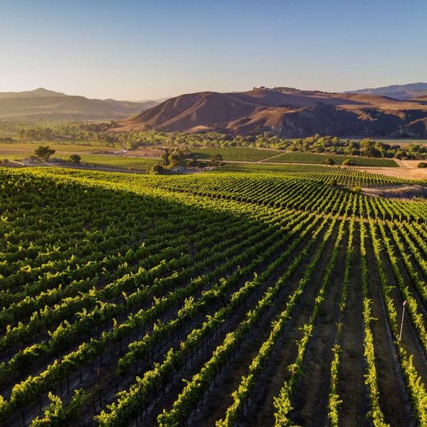 Lush vineyard at sunrise with rolling hills in the background.