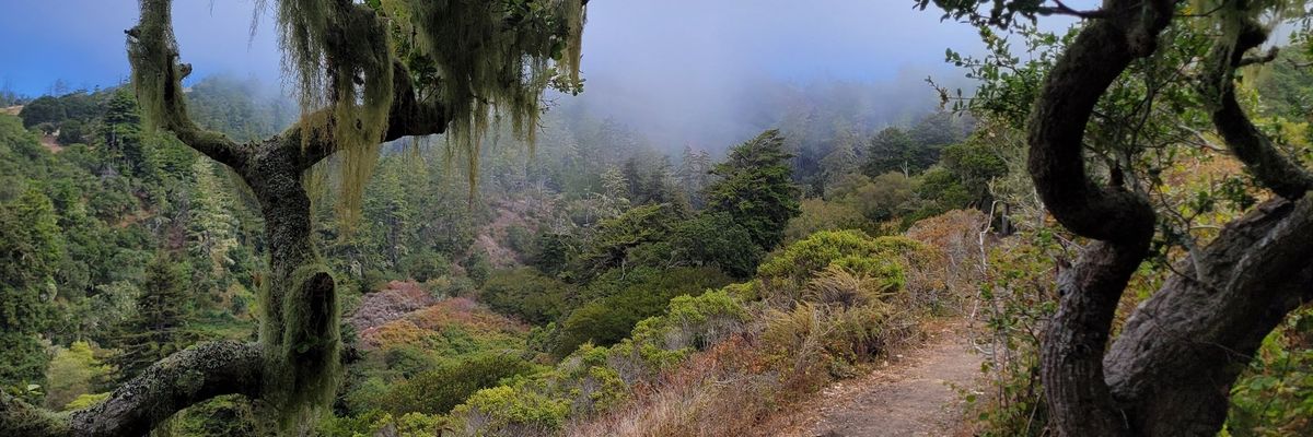 Misty forest trail framed by twisted trees with hanging moss.