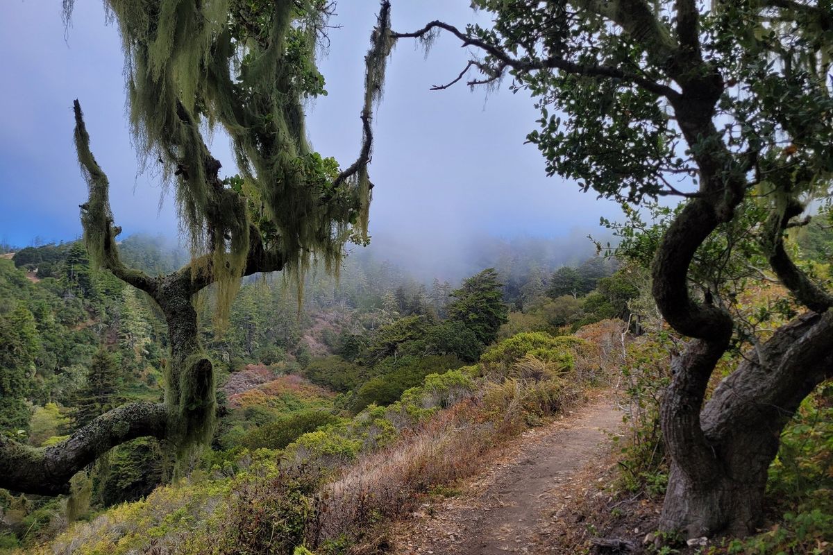 Misty forest trail framed by twisted trees with hanging moss.