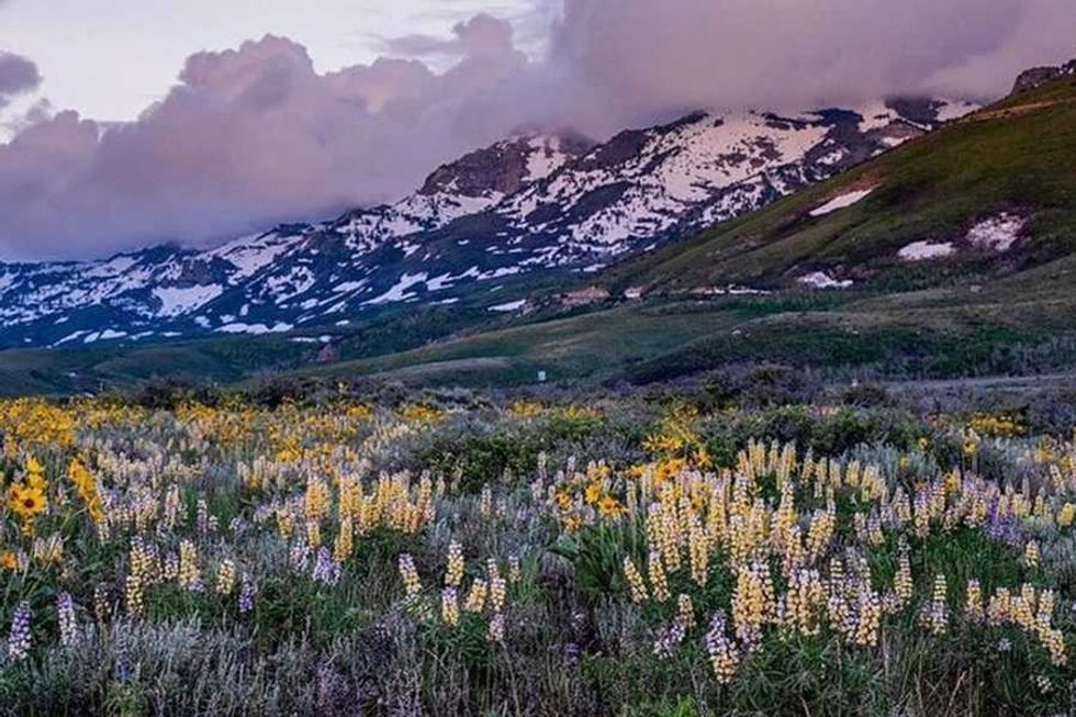 Mountain meadow with wildflowers, snow-capped peaks, and a cloudy sky.