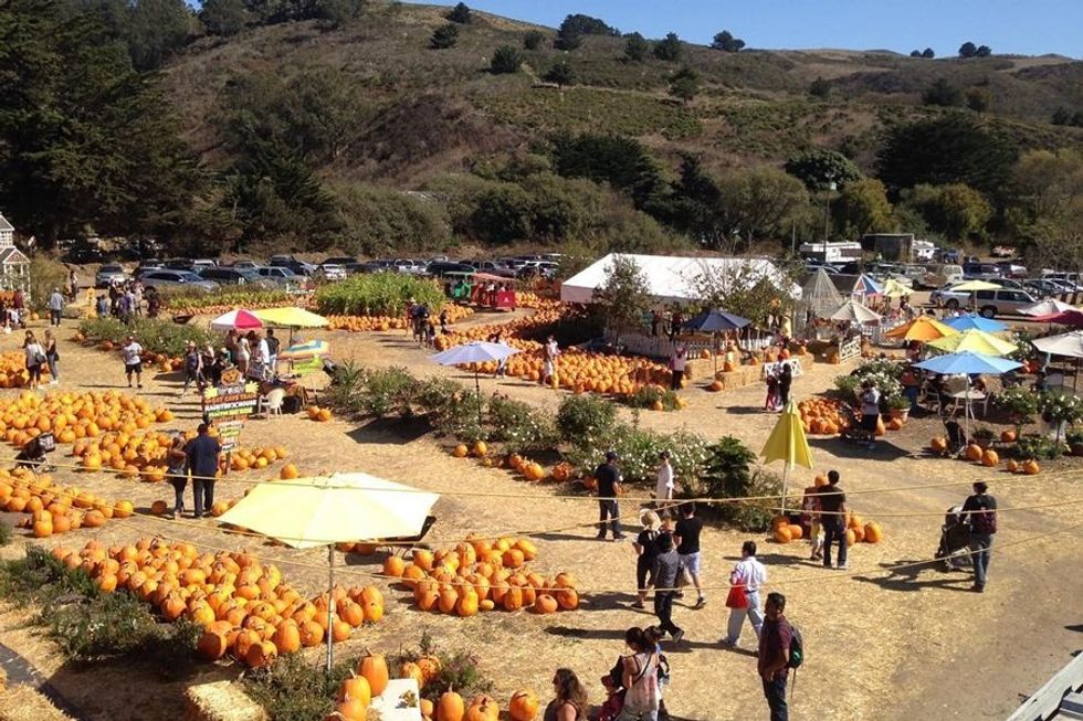 People browsing a pumpkin patch with piles of pumpkins and colorful umbrellas.
