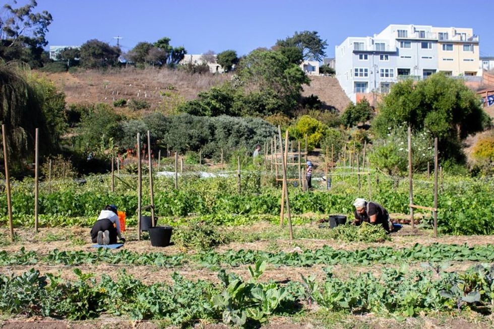 People gardening in an urban community garden with buildings and trees in the background.
